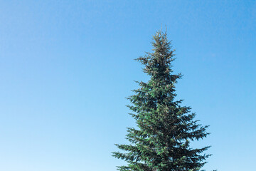 christmas tree on a blue sky background for design ideas