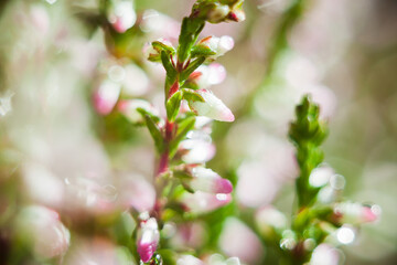 Wall Mural - Blooming heather (Calluna vulgaris). Close-up. Nature, floral, flowers background. 