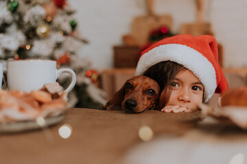 little girl in a Santa hat and a dwarf dachshund want to eat a plate of pastries and a Christmas cake standing on the table in the kitchen decorated for the new year. family tea party. place for text