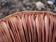 Texture of the papery hymenophore rib of a lamella mushroom cap