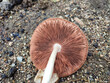 Texture of the papery hymenophore rib of a lamella mushroom cap