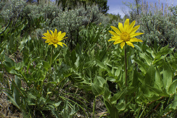 Sticker - Closeup shot of blooming arnica flowers