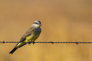 Sticker - Western Kingbird on barbed wire fence at the Malheur National Wildlife Refuge in Oregon