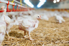 Poultry Feeding In Chicken Farm