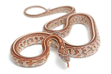 Corn snake (Pantherophis guttatus) on a white background