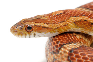 Wall Mural - Corn snake (Pantherophis guttatus) on a white background