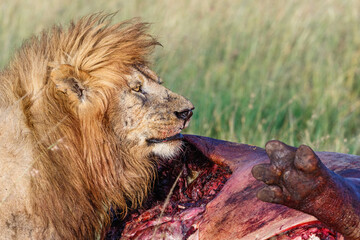 Poster - Big male lion at a hippo carcass on the African savanna