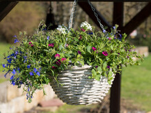 White Wicker Basket, Flower Pot With Colorful Petunia, Lobelia And Geranium Flowers Hanging From Wooden Pergola In The Summer Garden