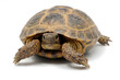 Russian steppe tortoise (Testudo horsfieldii) on a white background