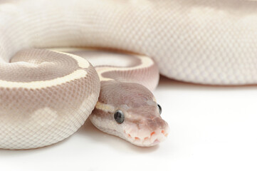 Wall Mural - Ball python (Python regius) on a white background