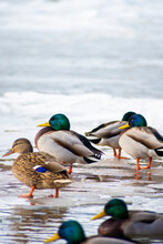 Vertical View Of Mallards On Ice. Male And Female Wild Ducks In Winter. Colorful Feathers, Bright Fins And Beak. Selective Focus On The Birds, Blurred Background.