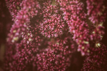 Close Up Of Pink Flower. Red Floral Texture Of Small Blurred Flowers