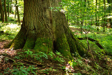 Wall Mural - Detail of mighty old tree trunk in a forest, Teutoburg Forest, Germany