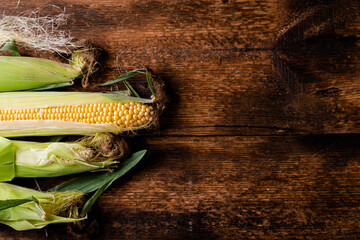 Wall Mural - Fresh raw corn cobs on a dark wooden background. Healthy food, vegetarianism concept. Place to insert text.