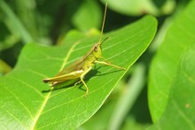 Beautiful Green Grasshopper On A Leaf, Closeup