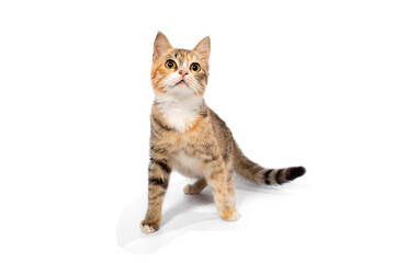 Cute cat on white background