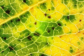 fallen leaf, parts of it coloured yellow orange and dark brown spots, microscope detail image width 
