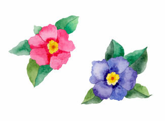 Two  watercolor flowers, pink and blue,  isolated on white