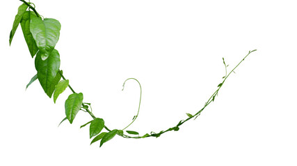 Twisted jungle vines climbing plant isolated on white background with clipping path. Green leaves vines of Tiliacora triandra medicinal plant native to Southeast Asia.