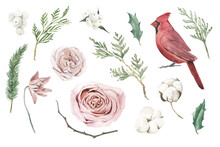 Watercolor Christmas Set With Winter Plants, Red Cardinal, Roses On White Background.