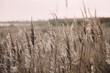 © Annie Hall/Westend61 - Germany, Schleswig-Holstein, Keitum, Close-up of coastal reed