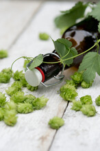 Beer Bottle, Hop Cones And Tendril On White Wood