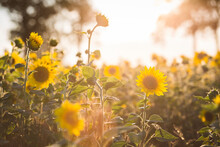 Germany, Sunflowers At Evening Twilight