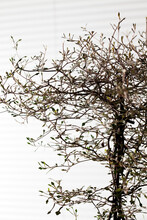 Twigs Of Corokia Cotoneaster In Front Of White Background