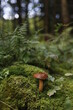marone mushrooms in the forest
