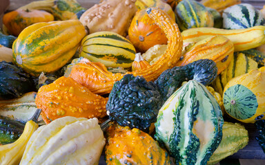 autumn gourds are a decorative fall tradition 