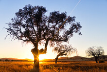 Spain, Holm Oak At Sunset, Natural Park Villafafila