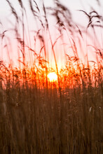 Germany, Usedom, Loddin, Grasses At Sunset