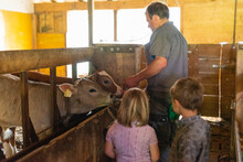 Children Watching Father Feeding Cows In Stable