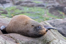 Oceania, New Zealand, South Island, Southland, Otago, Moeraki, Katiki Point, New Zealand Sea Lion (Phocarctos Hookeri) Resting On Rock