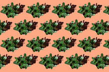Rows Of Potted Jade Plants (Crassula Ovata)