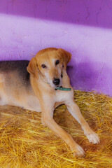 Poster - Red-haired dog resting, portrait