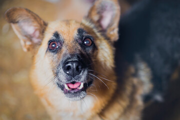 Sticker - Cute shepherd dog, close-up, portrait