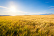 © Scott Masterton/Westend61 - Sun shining over yellow barley (Hordeum vulgare) field in summer