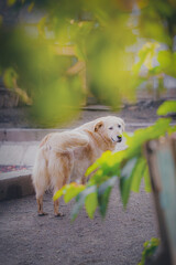 Poster - Beautiful golden retriever framed by green foliage