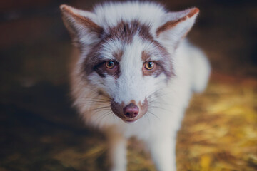 Wall Mural - Beautiful brown and white fox, portrait