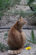 Vertical shot of a ginger cat scratching itself outdoors amid green plant