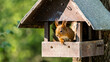 © Westend61 - Close-up of Eurasian red squirrel in bird feeder