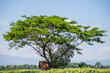 Wall Mural - green foliage of a tree with a blue sky. a hut under the tree in the middle of the field. beautiful scenery on a sunny day for a background element.