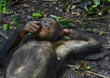 © Westend61 - Cameroon, Pongo-Songo, Chimpanzee (Pan troglodytes) resting on forest floor