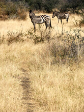 Zebras In The Savannah, Etosha National Park,  Namibia