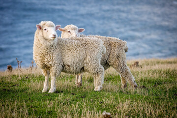 sheep in the field