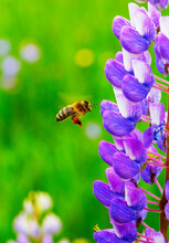 Honey Bee Flying Toward Blooming Lupine