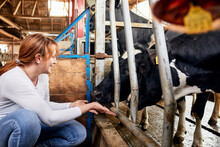 Smiling Woman Feeding Cows With Hands While Crouching In Barn