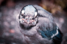 Baby Blue Jay Resting On The Ground