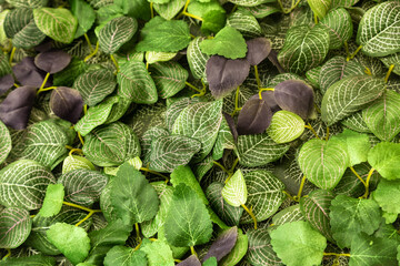 Sticker - Green leaves of silver nerve plant or Fittonia albivenis in the garden